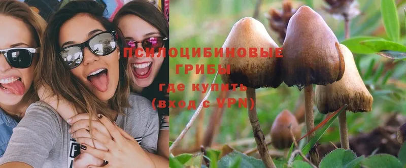 Псилоцибиновые грибы Psilocybine cubensis  купить  цена  Дмитровск 